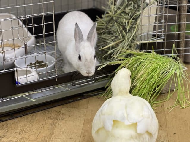 ネザーランドドワーフ