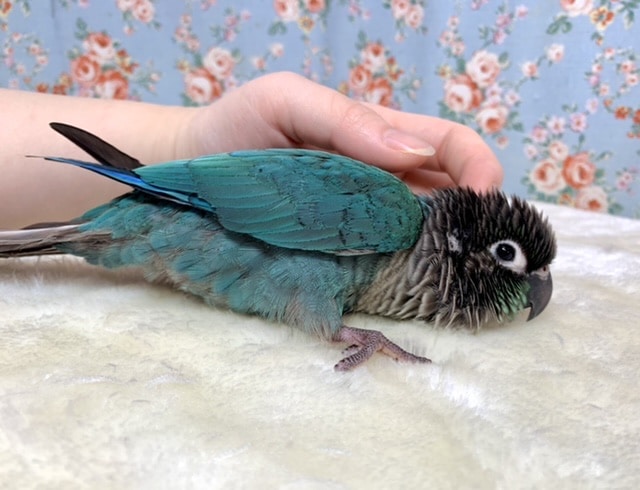 ホオミドリウロコインコ