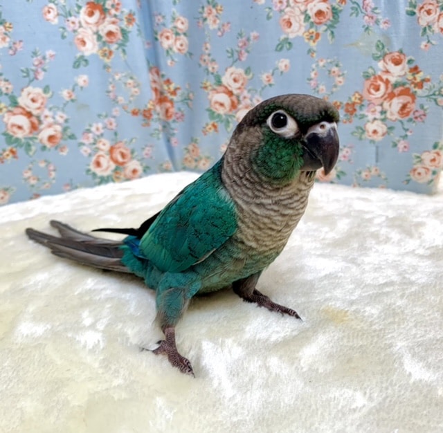 ホオミドリウロコインコ