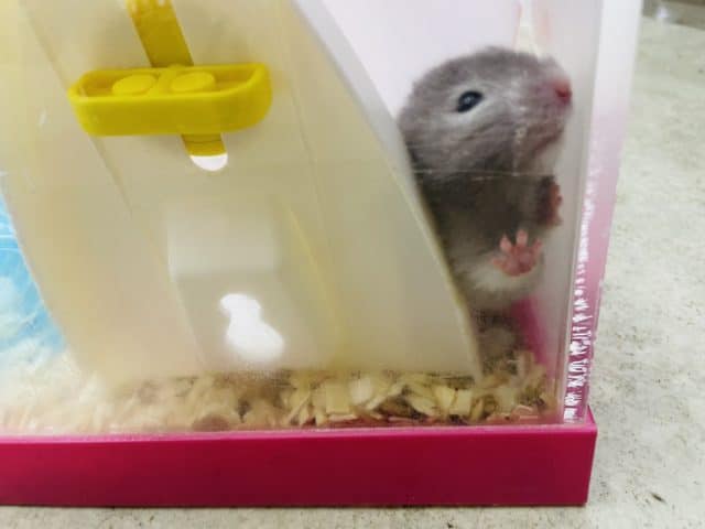 長毛カラーハムスター