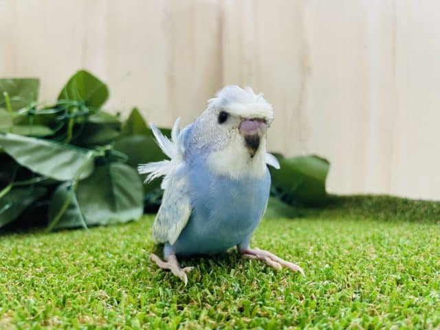 羽衣セキセイインコ