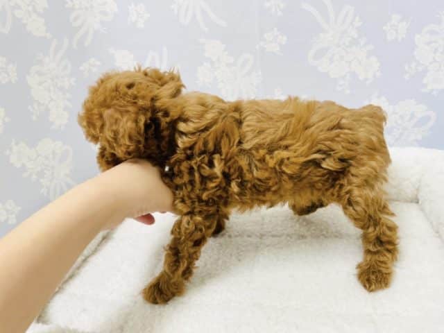 トイプードル