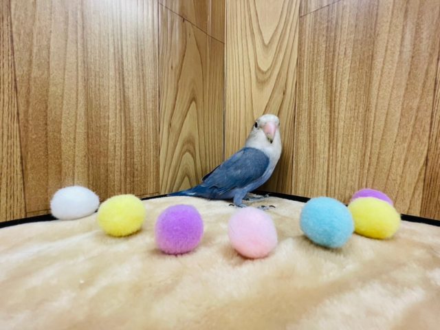 コザクラインコ（小桜インコ）
