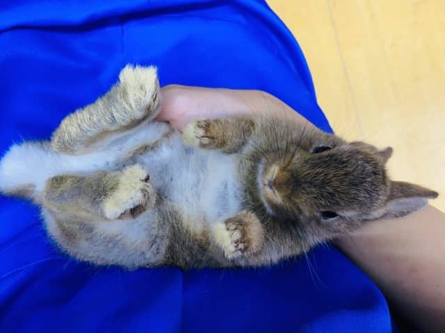 ミニウサギ