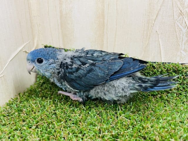 サザナミインコ