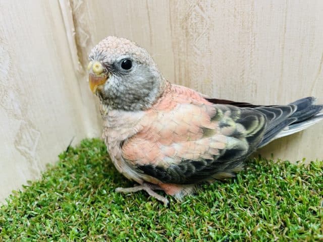 アキクサインコ（秋草インコ）