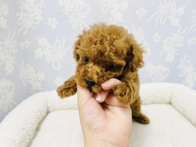 トイプードル