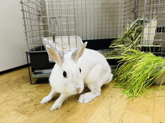 ネザーランドドワーフ