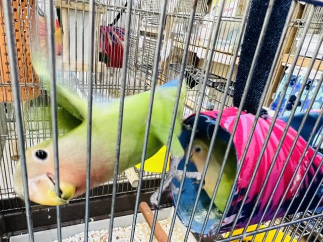 コザクラインコ（小桜インコ）