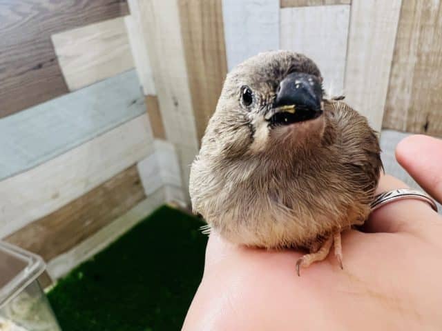 錦花鳥（キンカチョウ）