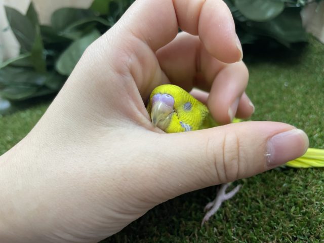 セキセイインコ