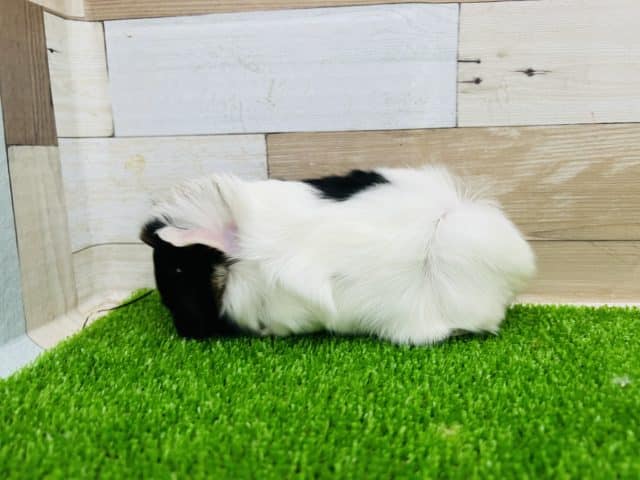 アビシニアンモルモット