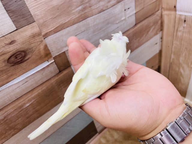 羽衣セキセイインコ