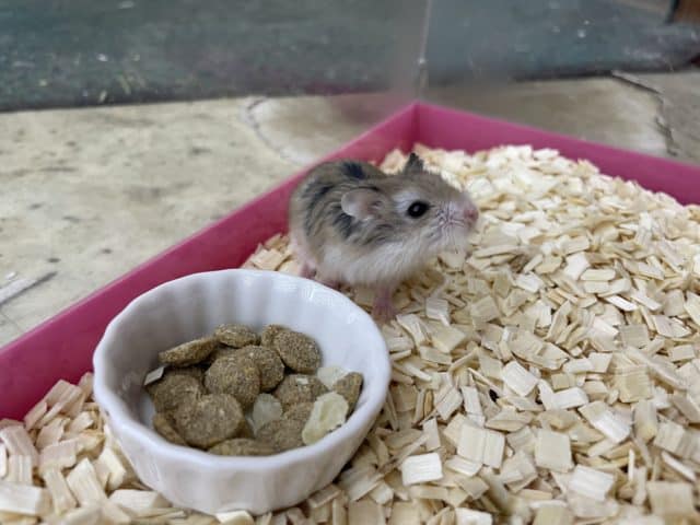 ロボロフスキーハムスター