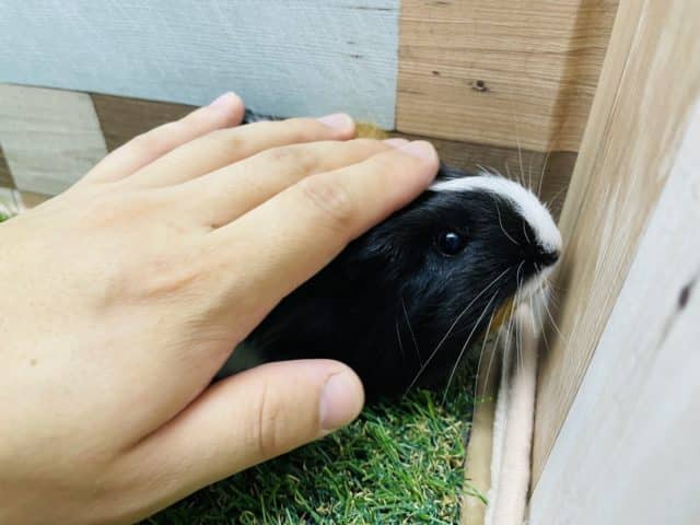 シェルティモルモット