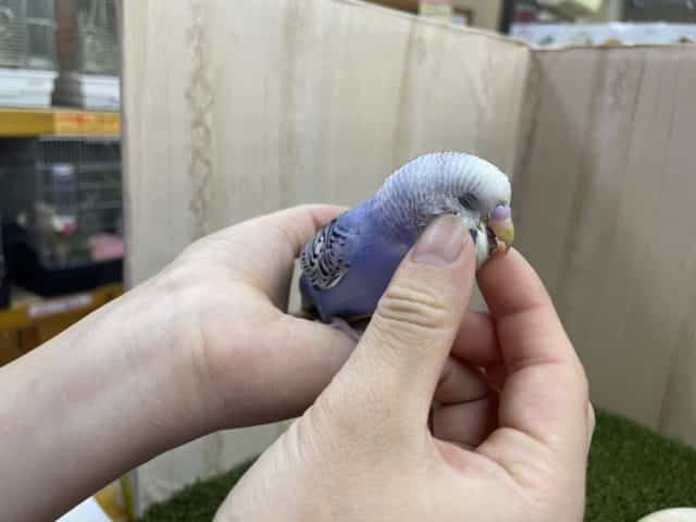 セキセイインコ