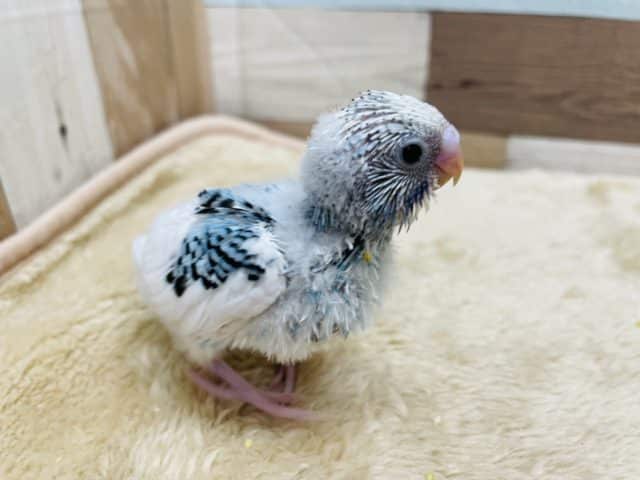 最新動画有り☆白が多めの可愛いヒナさんです!セキセイインコの「ルイちゃん」! セキセイインコ