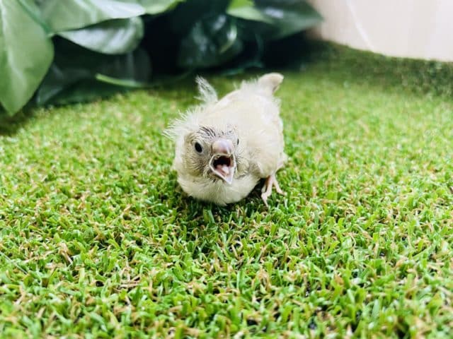 錦花鳥（キンカチョウ）