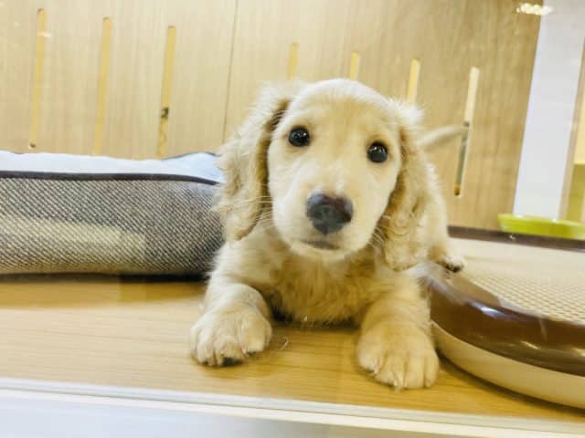 ミニチュアダックス