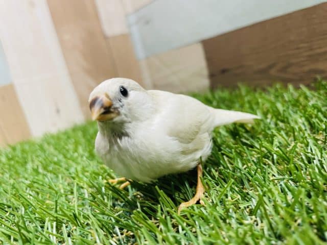 錦花鳥（キンカチョウ）