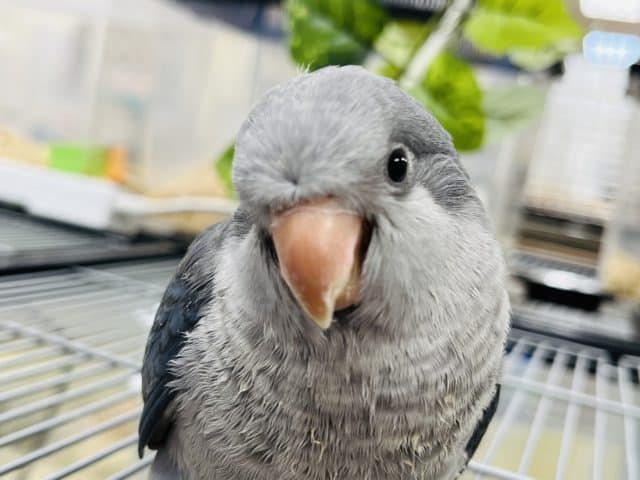 オキナインコ