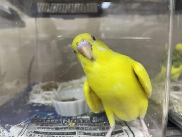 セキセイインコ