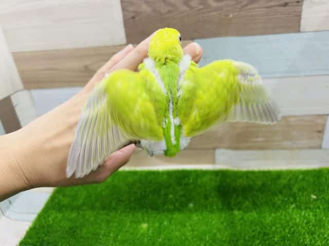 セキセイインコ