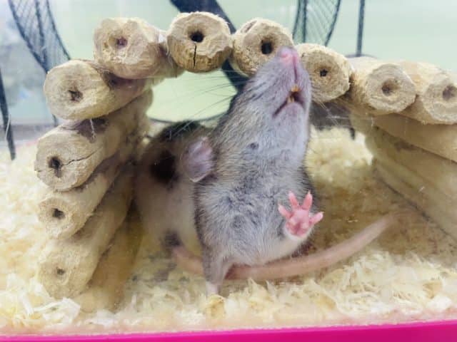 ファンシーラット