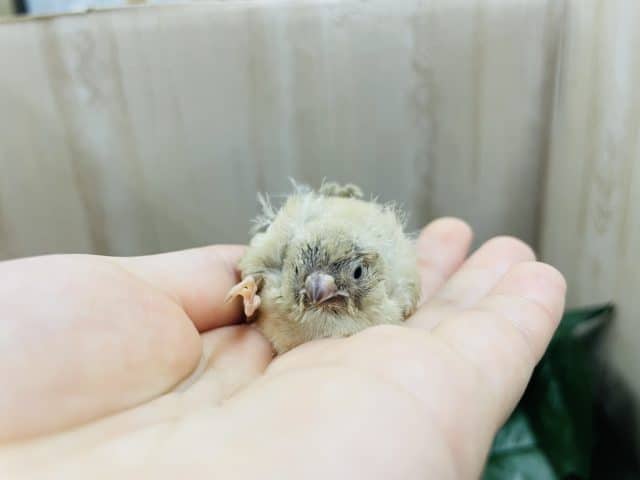 錦花鳥（キンカチョウ）