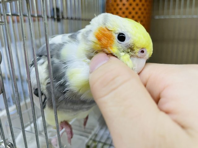 オカメインコ