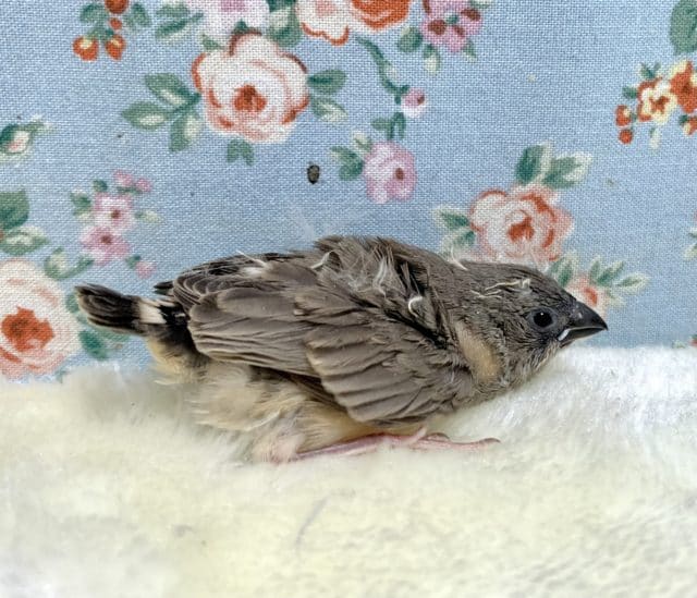 錦花鳥（キンカチョウ）