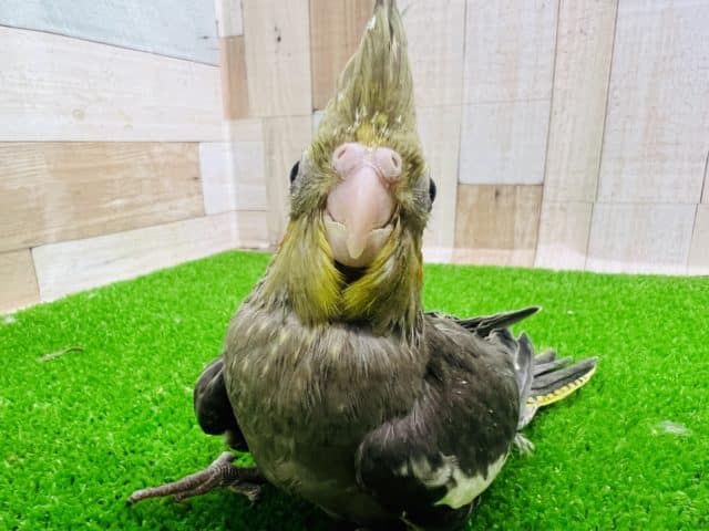 オカメインコ
