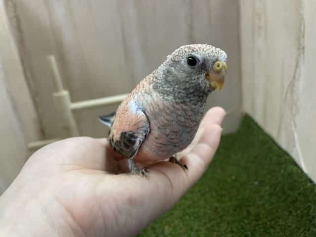 アキクサインコ（秋草インコ）