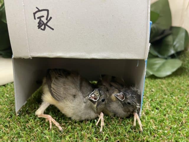 錦花鳥（キンカチョウ）