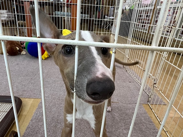 イタリアングレーハウンド