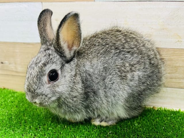 ネザーランドドワーフ