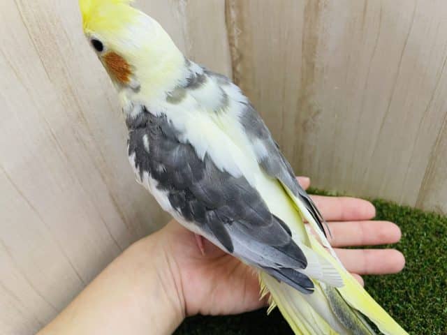 オカメインコ