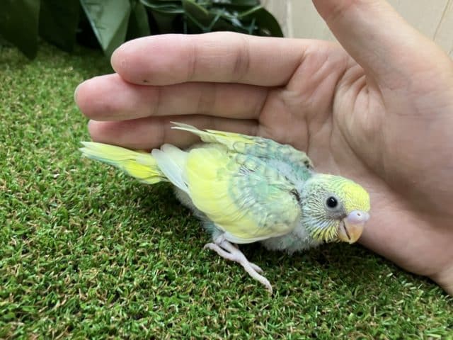 セキセイインコ