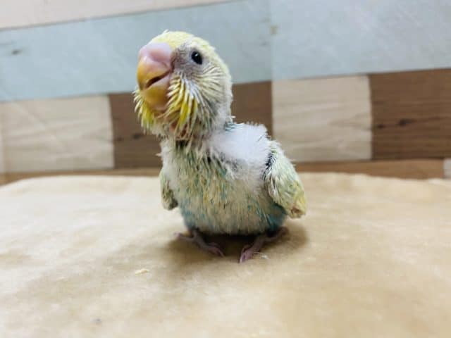 セキセイインコ