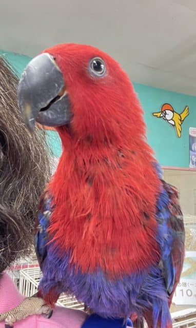 オオハナインコ