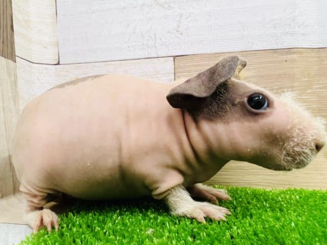 スキニーギニアピッグ