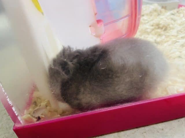 長毛カラーハムスター