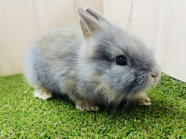 ライオンラビット