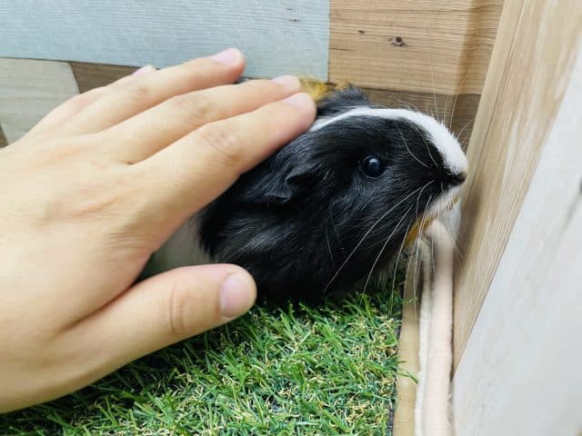 シェルティモルモット