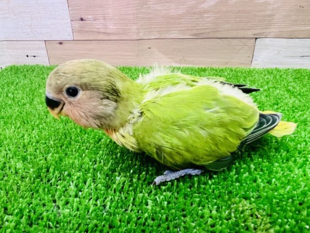 コザクラインコ（小桜インコ）