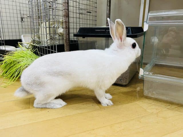 ネザーランドドワーフ