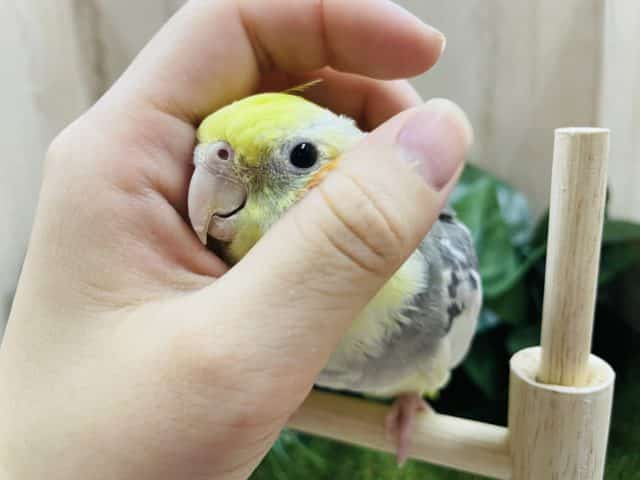 オカメインコ