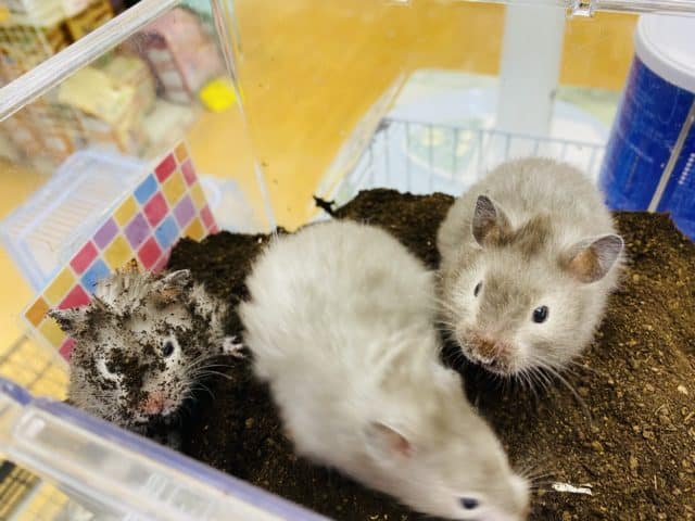 ゴールデンハムスター