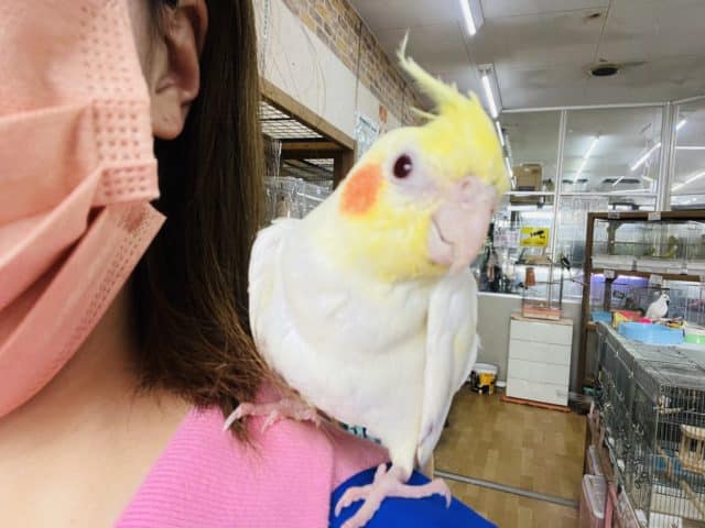 オカメインコ