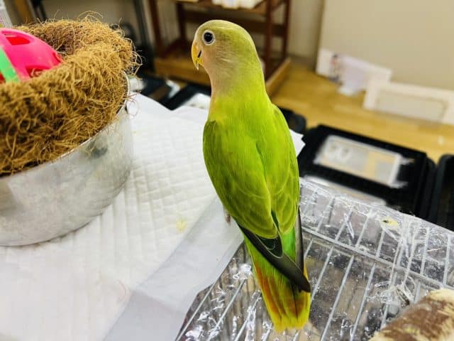 コザクラインコ（小桜インコ）